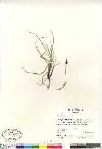 Carex saxatilis image