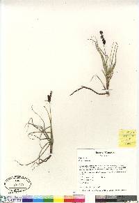 Carex saxatilis image