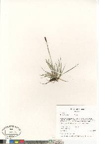 Carex scirpoidea image