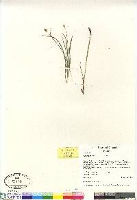 Carex scirpoidea image