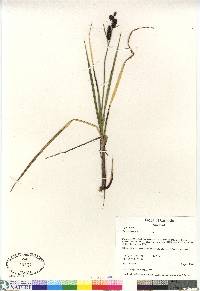 Carex saxatilis image