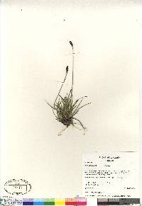 Carex scirpoidea image