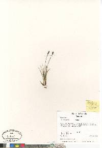 Carex scirpoidea image