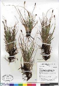 Carex scirpoidea image