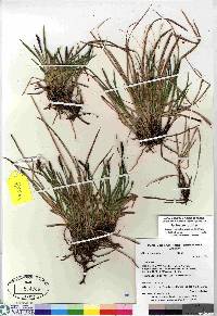 Carex scirpoidea image