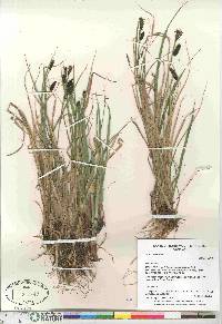 Carex saxatilis image