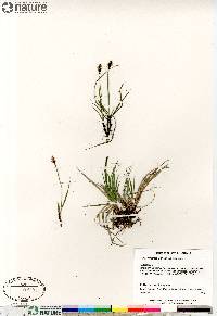 Carex scirpoidea subsp. scirpoidea image