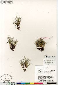 Carex rupestris image