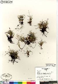 Carex rupestris image