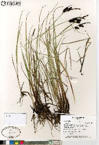 Carex saxatilis image