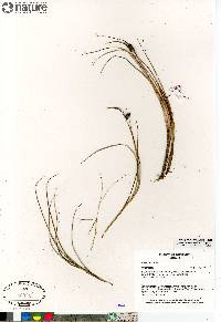 Carex saxatilis image