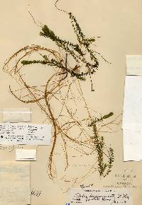 Elodea bifoliata image