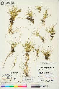 Carex viridula subsp. viridula image