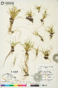 Carex viridula subsp. viridula image