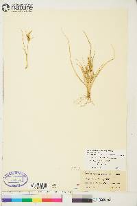 Carex viridula subsp. viridula image