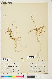 Carex saltuensis image