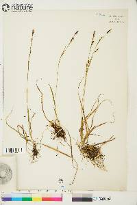 Carex vaginata image