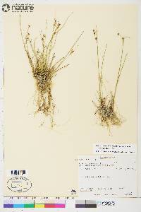 Juncus alpinoarticulatus subsp. americanus image