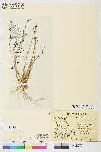 Juncus alpinoarticulatus image