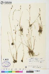 Juncus alpinoarticulatus subsp. rariflorus image