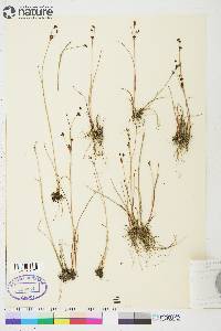 Juncus alpinoarticulatus image