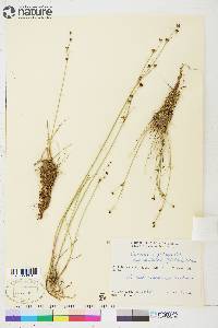 Juncus alpinoarticulatus subsp. americanus image