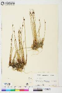 Juncus arcticus image