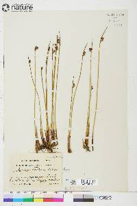 Juncus arcticus image