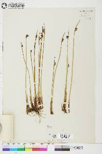 Juncus arcticus image