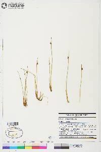 Juncus arcticus image