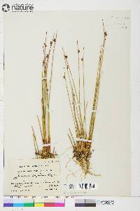 Juncus arcticus image