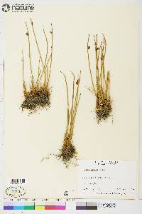 Juncus arcticus image