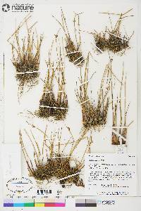 Juncus arcticus image