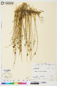 Juncus arcticus image