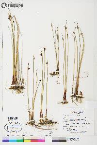 Juncus arcticus image