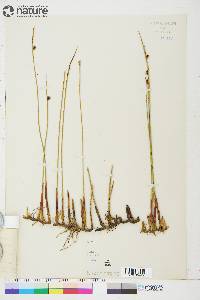 Juncus arcticus image