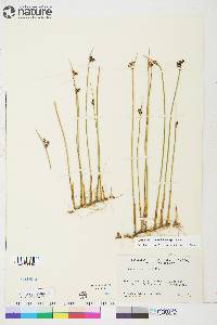 Juncus arcticus image