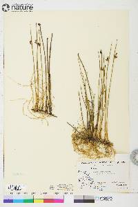 Juncus arcticus subsp. arcticus image