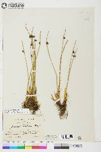 Juncus arcticus image