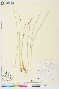 Juncus arcticus subsp. alaskanus image