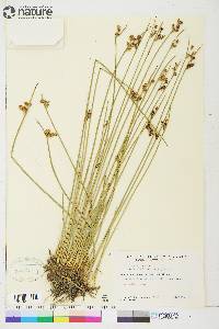 Juncus arcticus subsp. alaskanus image