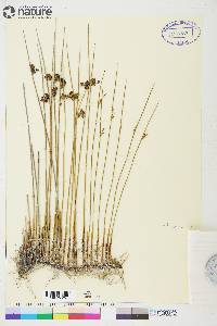 Juncus balticus subsp. littoralis image