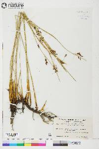 Juncus balticus subsp. littoralis image