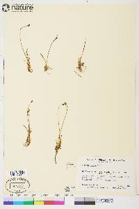 Juncus biglumis image