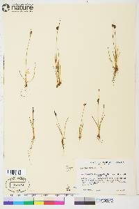 Juncus biglumis image