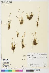 Juncus biglumis image