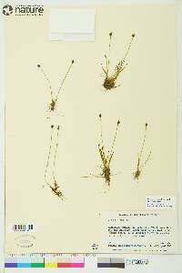 Juncus biglumis image