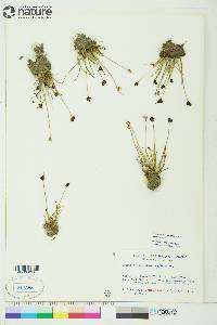 Juncus biglumis image