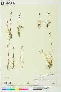 Juncus biglumis image