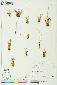Juncus biglumis image